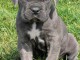 chiot cane corso pour adoption 