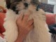 chiot Shih Tzu disponible 