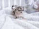adoption chiot chihuahua mâle 
