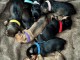 Adoption chiot Teckels nain disponible 
