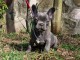 chiot bouledogue fran&ccedil;ais a donner 