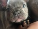 chiot bouledogue fran&ccedil;ais disponible 