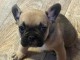 chiot bouledogue fran&ccedil;ais disponible 
