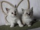 chaton sacré brimanie adorable 