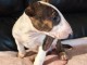 Chiot bull terrier mâle disponible 
