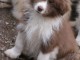 chiot border collier a donner femelle 