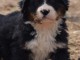 B&eacute;b&eacute; chiot bouvier bernois a donner 