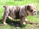 Bulldog anglais lof m&acirc;le a donner 
