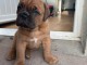 chiot dogue bordeaux a donner 