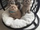 Mes bébés british shorthair ❤️ disponible à donner 