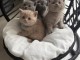 chaton British shorthair a donner 