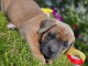 À adopter un chiot cane corso a donner 