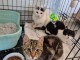 Dons chatons déjà disponible 