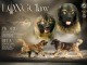 Chien de berger du Caucase – magnifiques chiots