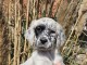 Chiots Setter Anglais a donner 