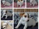 chiot jack Russel a donner femelle 