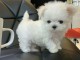 chiot bichon maltais m&acirc;le a donner 