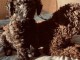 chiot caniche disponible 