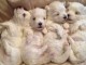chiot bichon maltais disponible de suite 