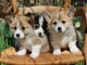 Chiots Welsh Corgi Pembroke alerquin a donner 