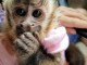 Singe capucin mâle a donner 