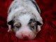 chiot berger australien mâle adorable 