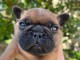 Adorable chiot bouledogue français à vendre 