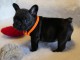 Bulldog français a adopter petit mâle 