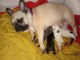 Annonce chiot bouledogue français 