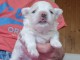 chiot bichon maltais femelle 
