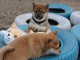 Très beau chiot Shiba inu a donner 