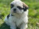 Chiot petite taille Shih Tzu a donner 