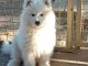 À adopter chiot samoyède disponible 