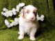 chiot berger australien disponible a donner 