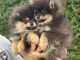 chiot spitz nain poméranie a donner 