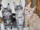 Adoption chatons maine coon mâle et femelle 