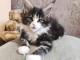 Chaton Maine coon adorable a donner 
