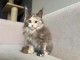 Chatons maine coon adorable a adopté 