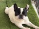 chiot bulldog français adulte a donner 