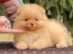 Chiot spitz nain disponible à partir 