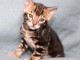 chaton Bengal à donner urgent 