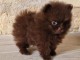 chiot spitz nain disponible 