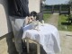 Chiots de Berger d