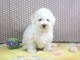 chiot berger australien lof mâle a donner 