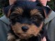 chiot York disponible à adopter 