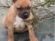 chiot staffie à adopter 