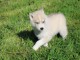 chiot husky sibérien adorable a donner 