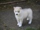 je donne chiot husky sibérien 