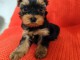 femelle chiot Yorkshire terrier 
