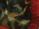 je donne chiot York mâle disponible 